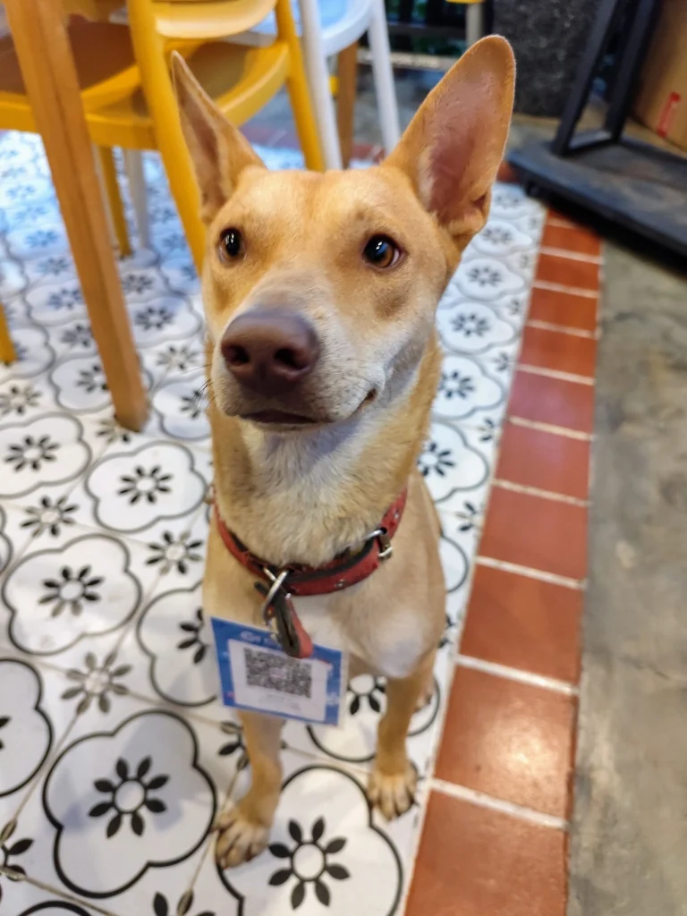 "Popoy peacefully napping on the cashier counter with customers smiling in the background at Tikya Garden Bistro"