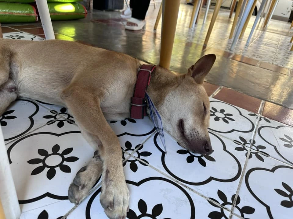 "Close-up of Popoy’s GCash QR code necklace while he wags his tail at Tikya Garden Bistro"