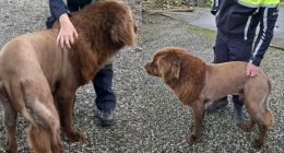 "Sleepy koala hugging a eucalyptus tree branch, looking extremely relaxed"
