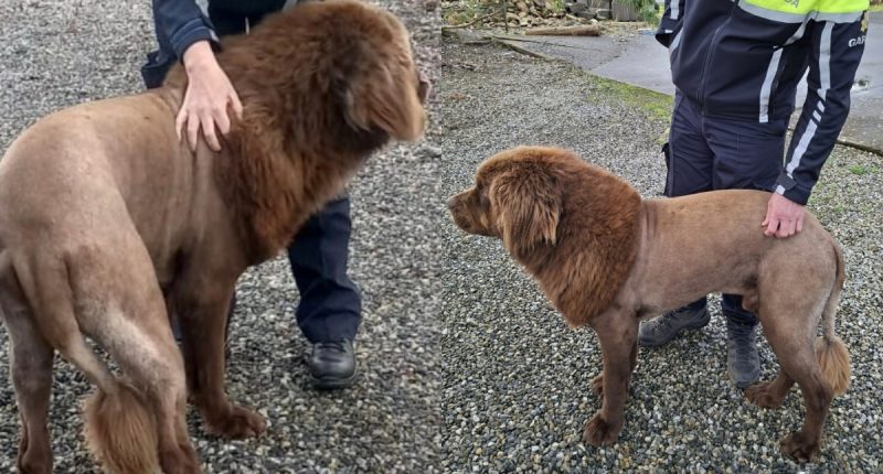 "Sleepy koala hugging a eucalyptus tree branch, looking extremely relaxed"