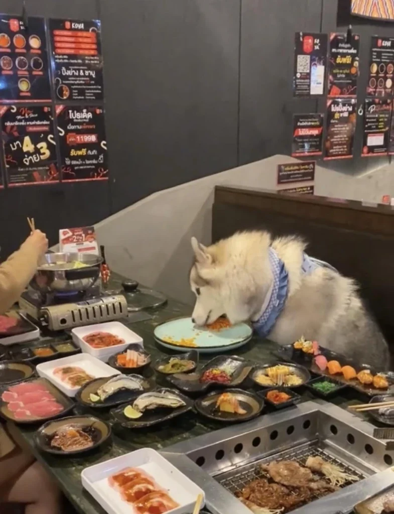 Happy atmosphere at a BBQ restaurant where owners and their dogs enjoy a meal together, highlighting the pet humanization trend.