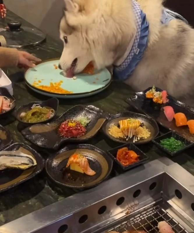 Small dog sitting comfortably at a dining table inside a Japanese BBQ restaurant, illustrating a true pet-friendly dining experience